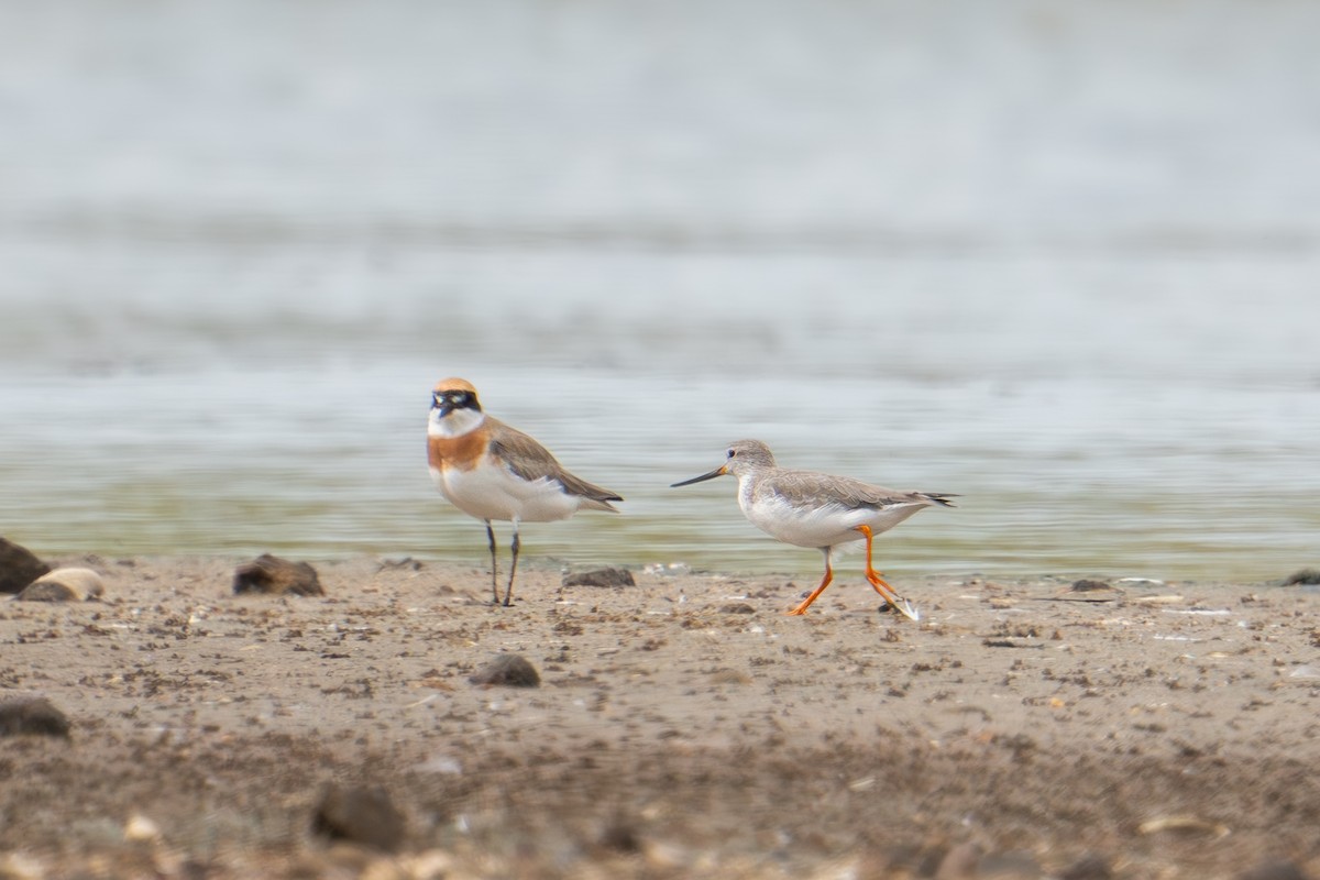 Greater Sand-Plover - ML615570577