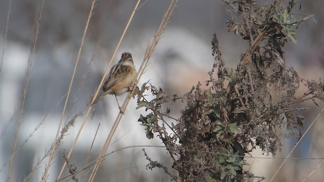 Zitting Cisticola - ML615570584