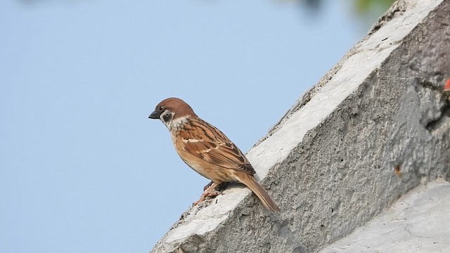 Eurasian Tree Sparrow - ML615570593