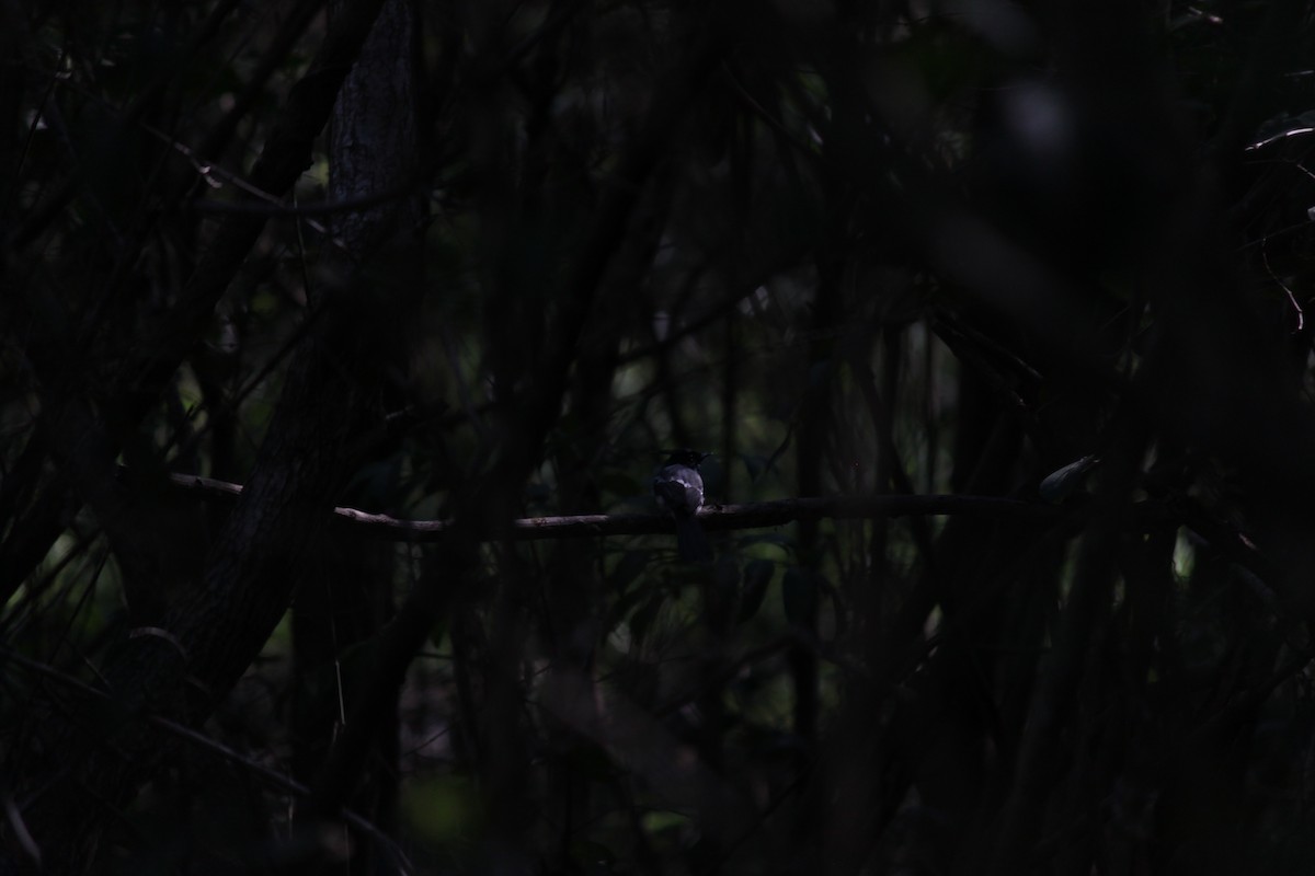 African Crested Flycatcher - Cameron Blair