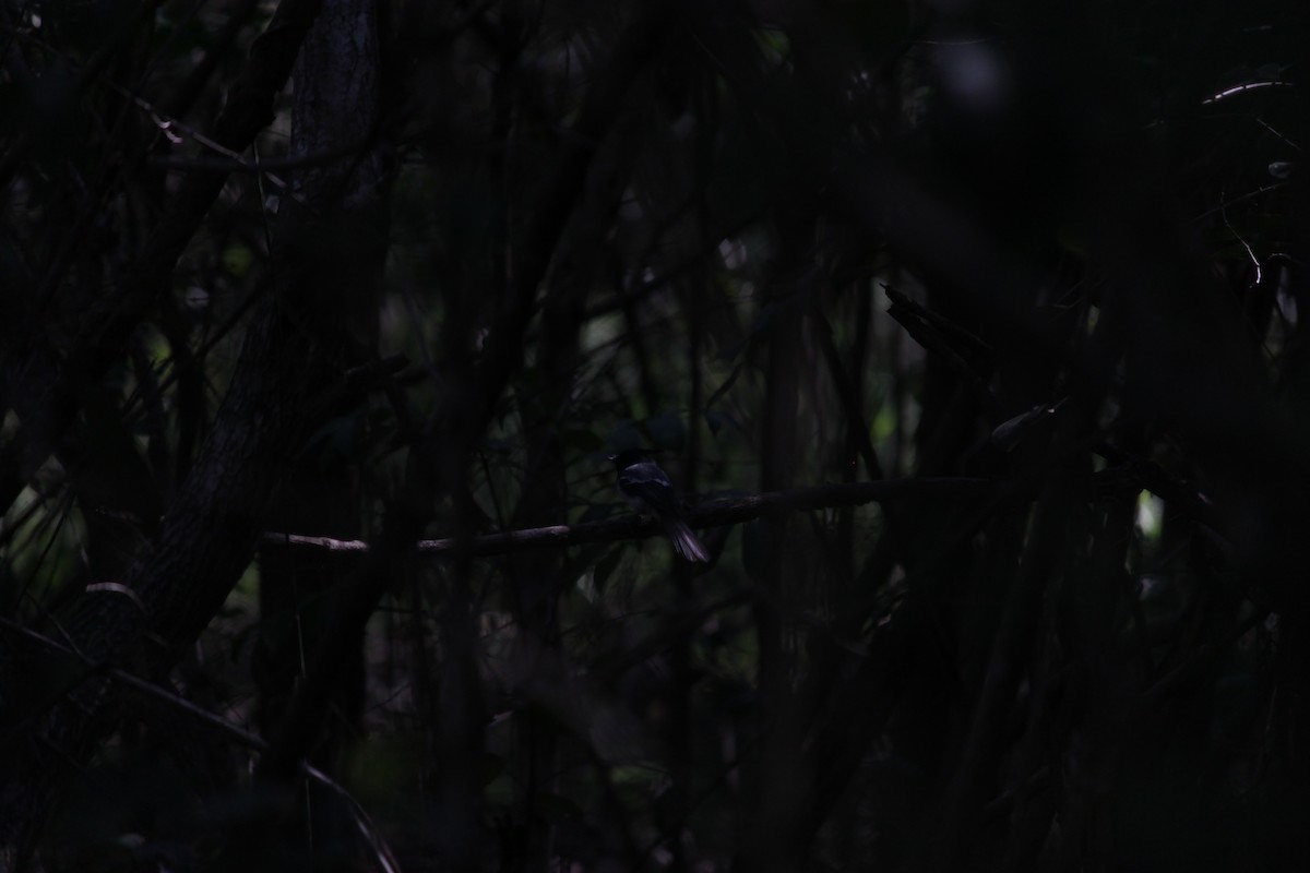 African Crested Flycatcher - Cameron Blair