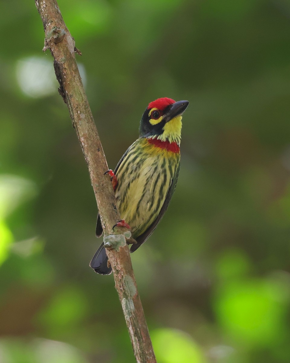 Coppersmith Barbet - Mika Ohtonen