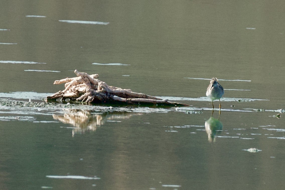 לוחם - ML615570684