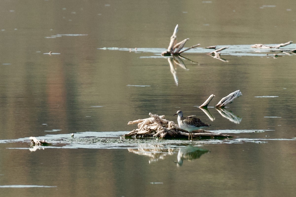 לוחם - ML615570686