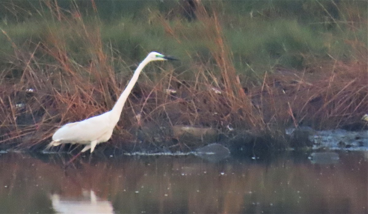 Little Egret - ML615570700