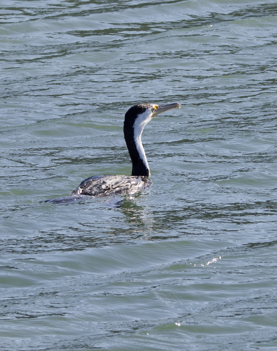 Pied Cormorant - ML615570710