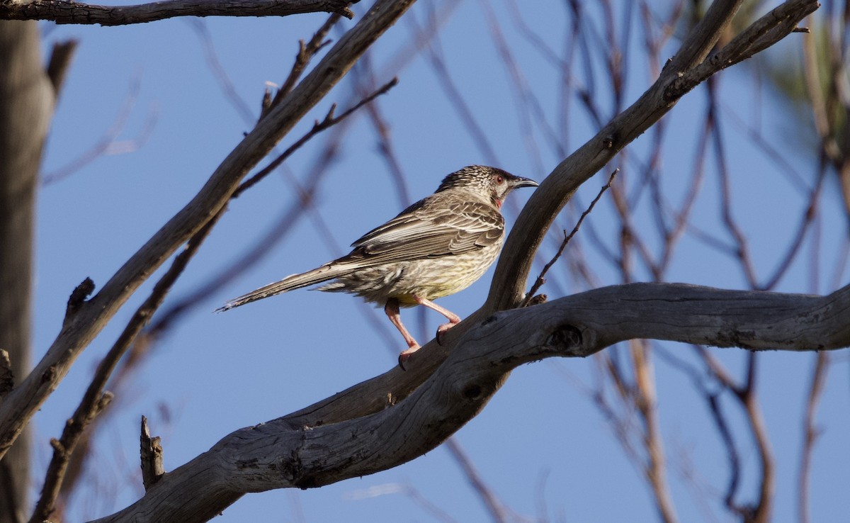 Red Wattlebird - ML615570720