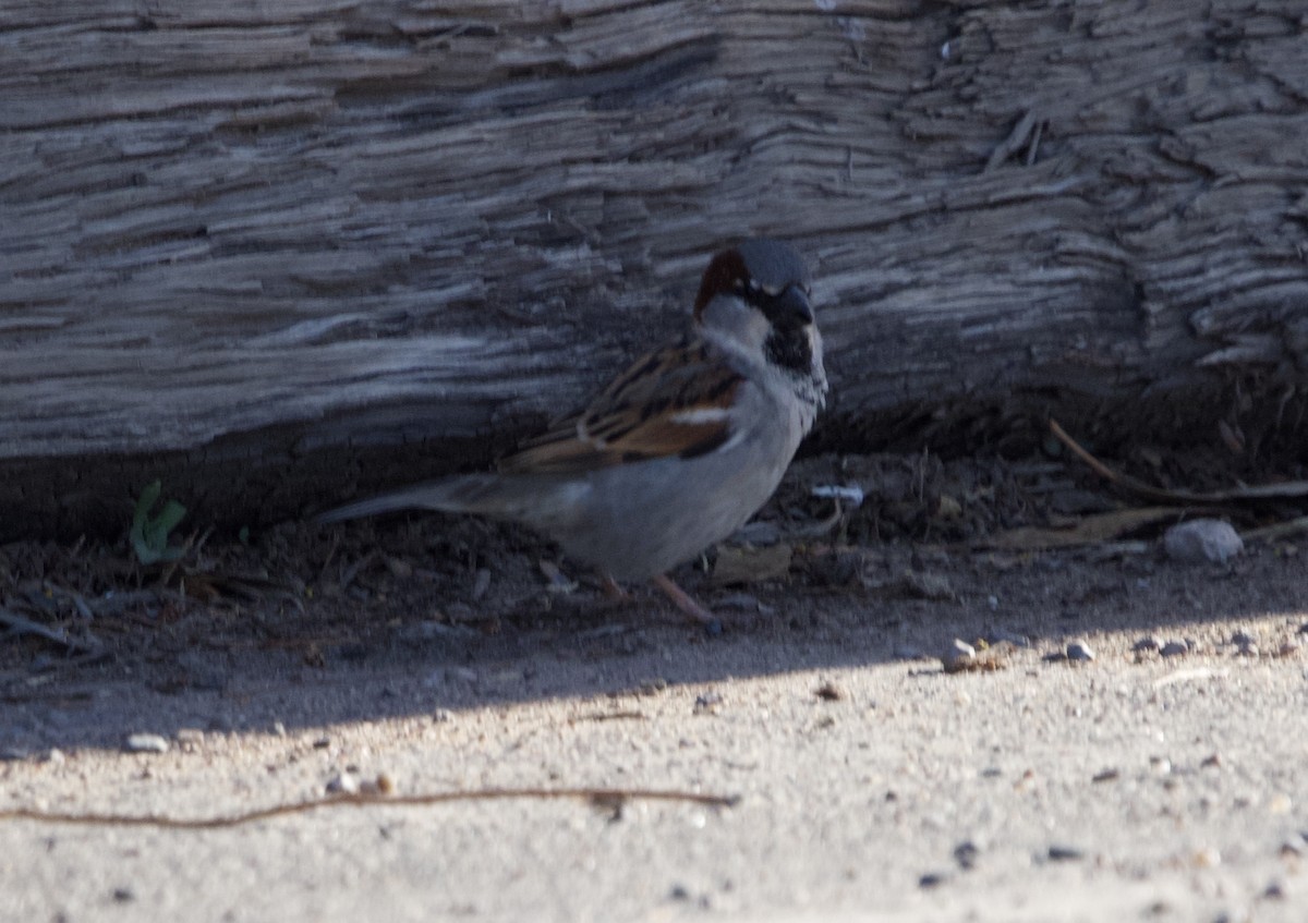 House Sparrow - ML615570721