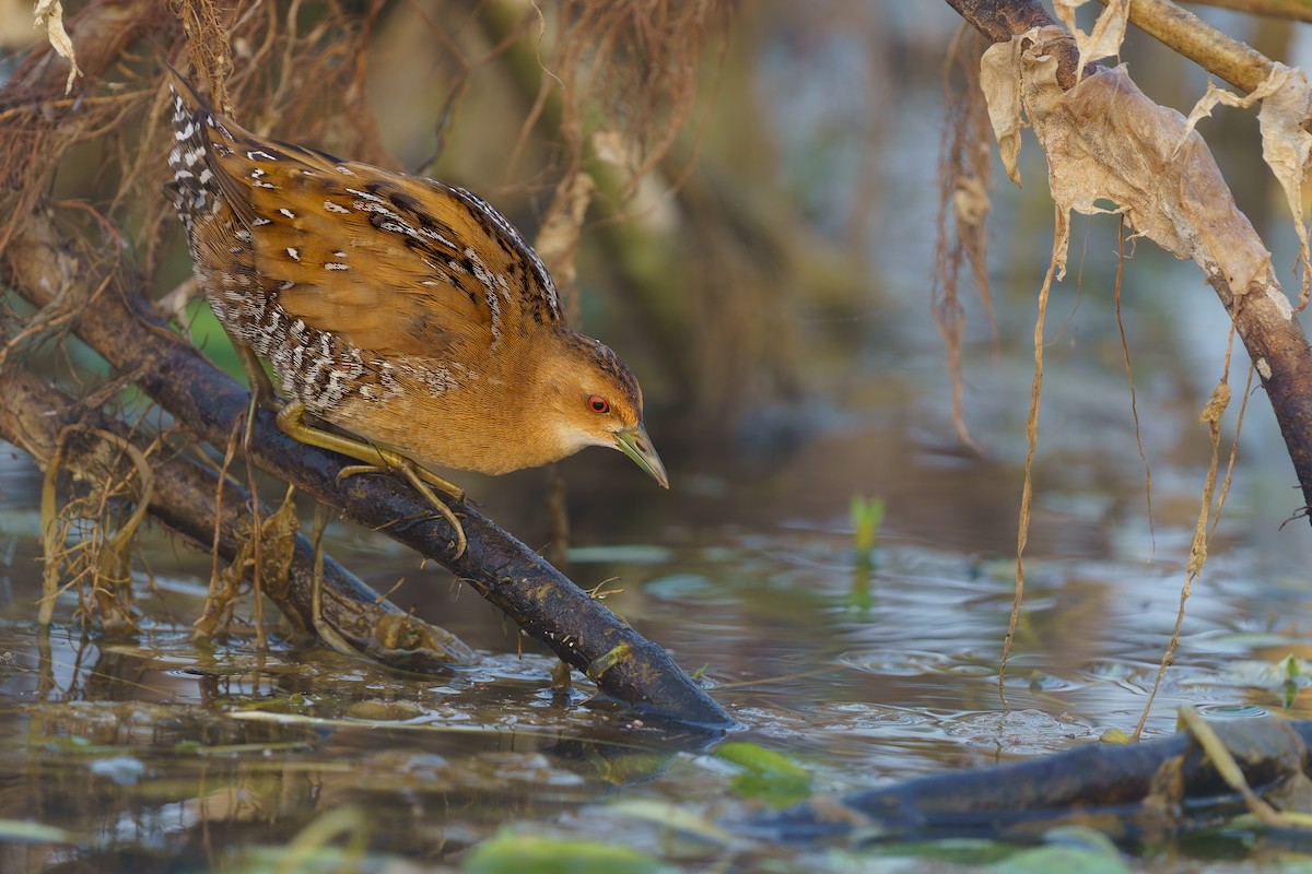 Baillon's Crake - Gopal Bhaskaran