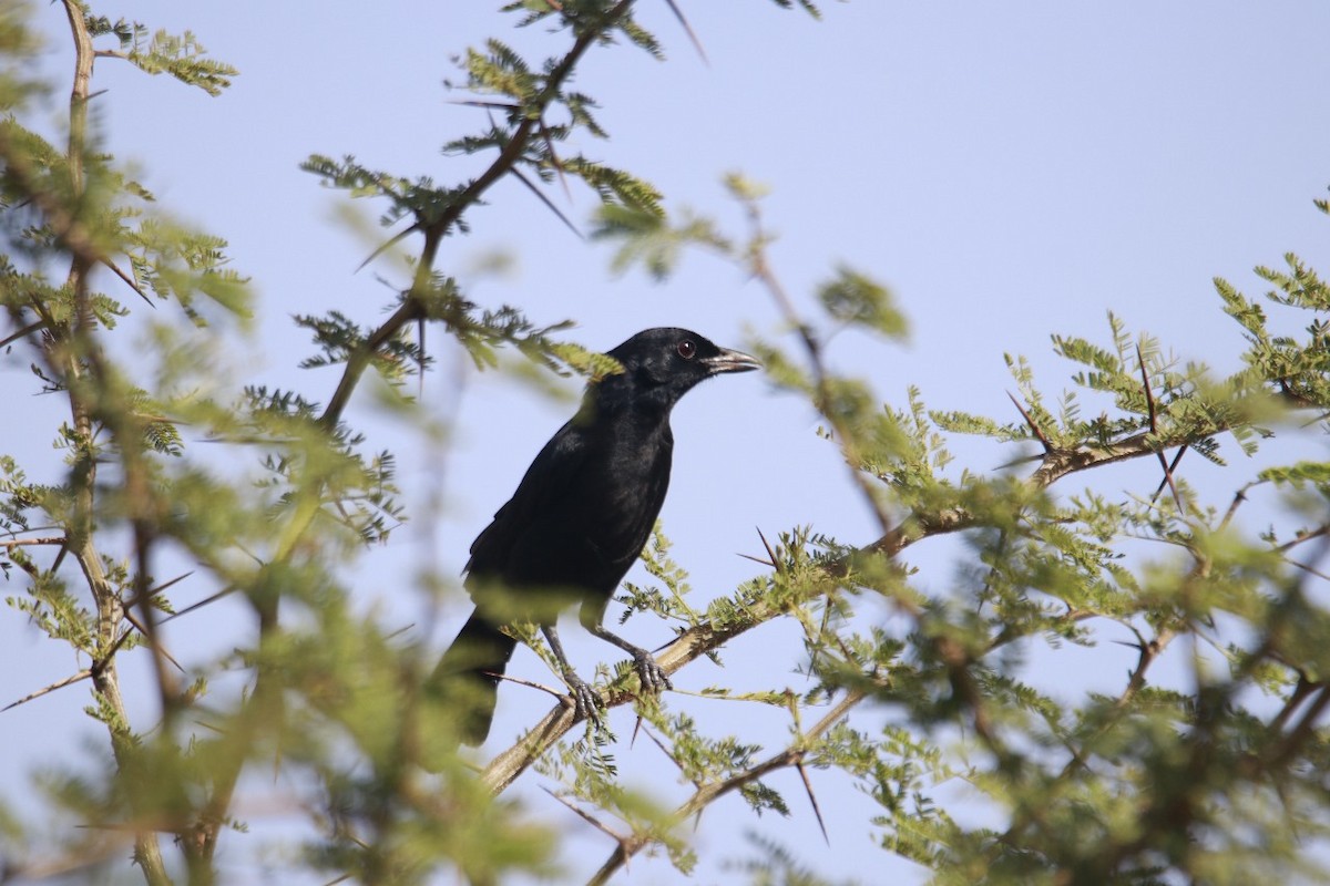 Coastal Boubou - ML615570725