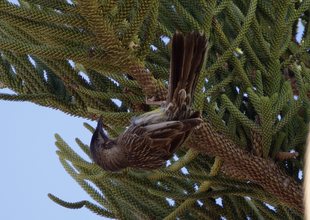 Red Wattlebird - ML615570727