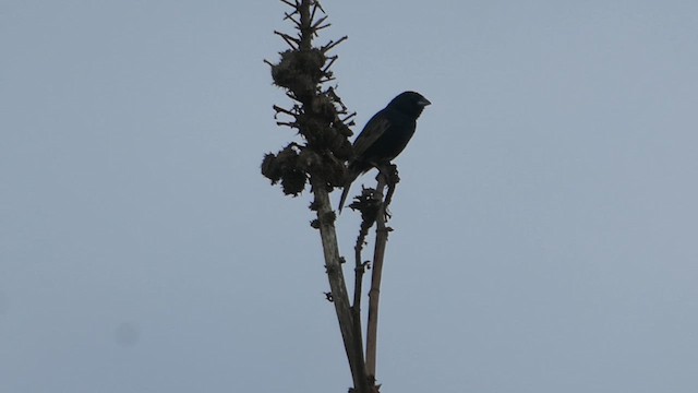 Blue-black Grassquit - ML615570733