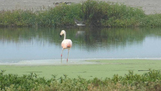 Chilean Flamingo - ML615570741
