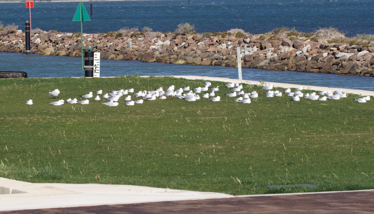 Silver Gull - ML615570742