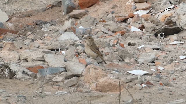 Peru Madencisi - ML615570750