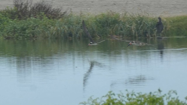 Black Skimmer - ML615570753