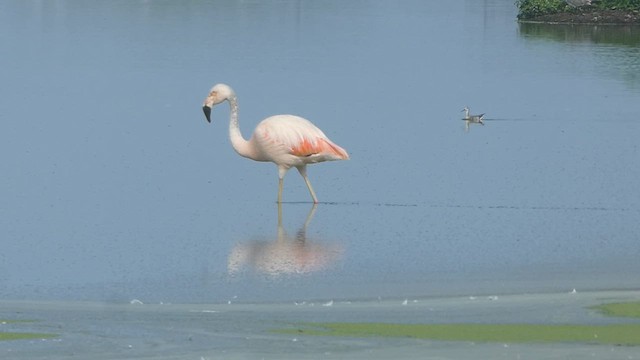 Chilean Flamingo - ML615570760
