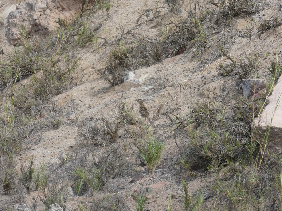 Peruvian Pipit - Ian Cruickshank