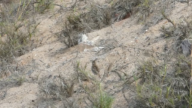 Peruvian Pipit - ML615570785