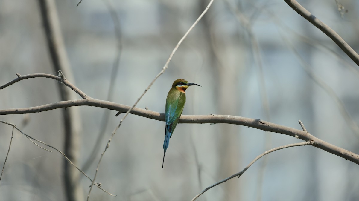 Blue-tailed Bee-eater - ML615570811