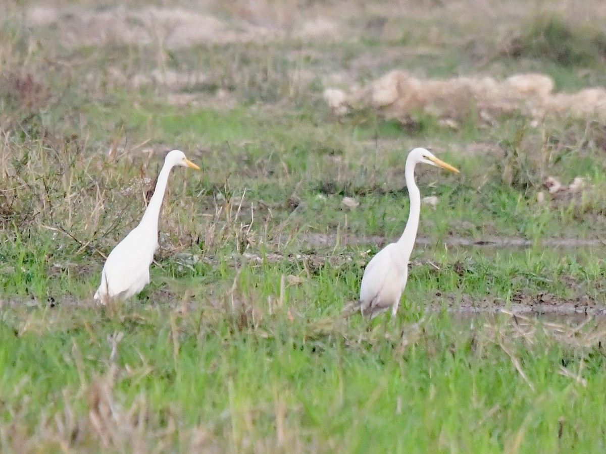 Medium Egret - Wai Muan Sum