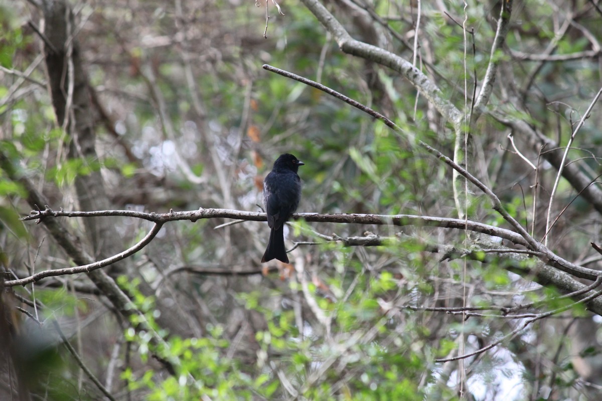 Square-tailed Drongo - Cameron Blair