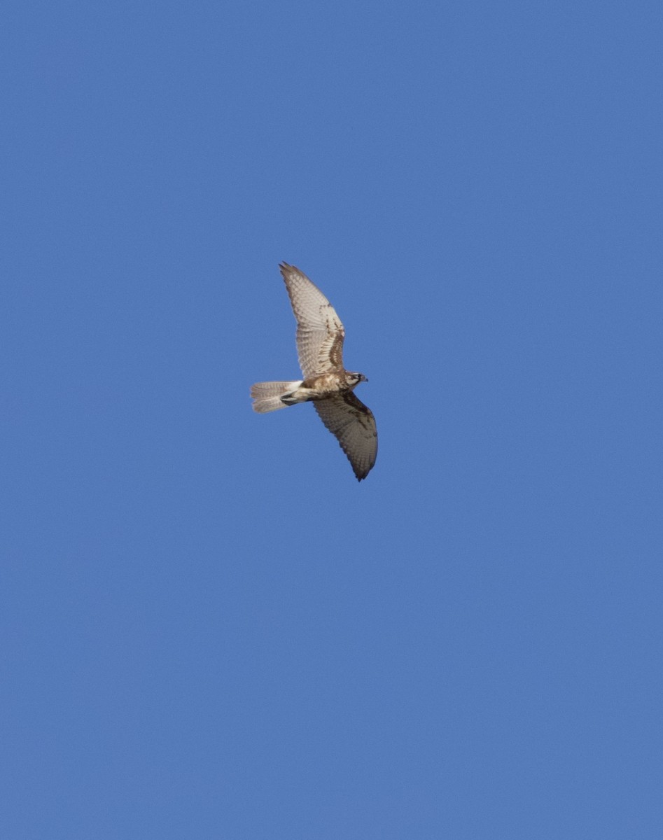 Brown Falcon - ML615570881