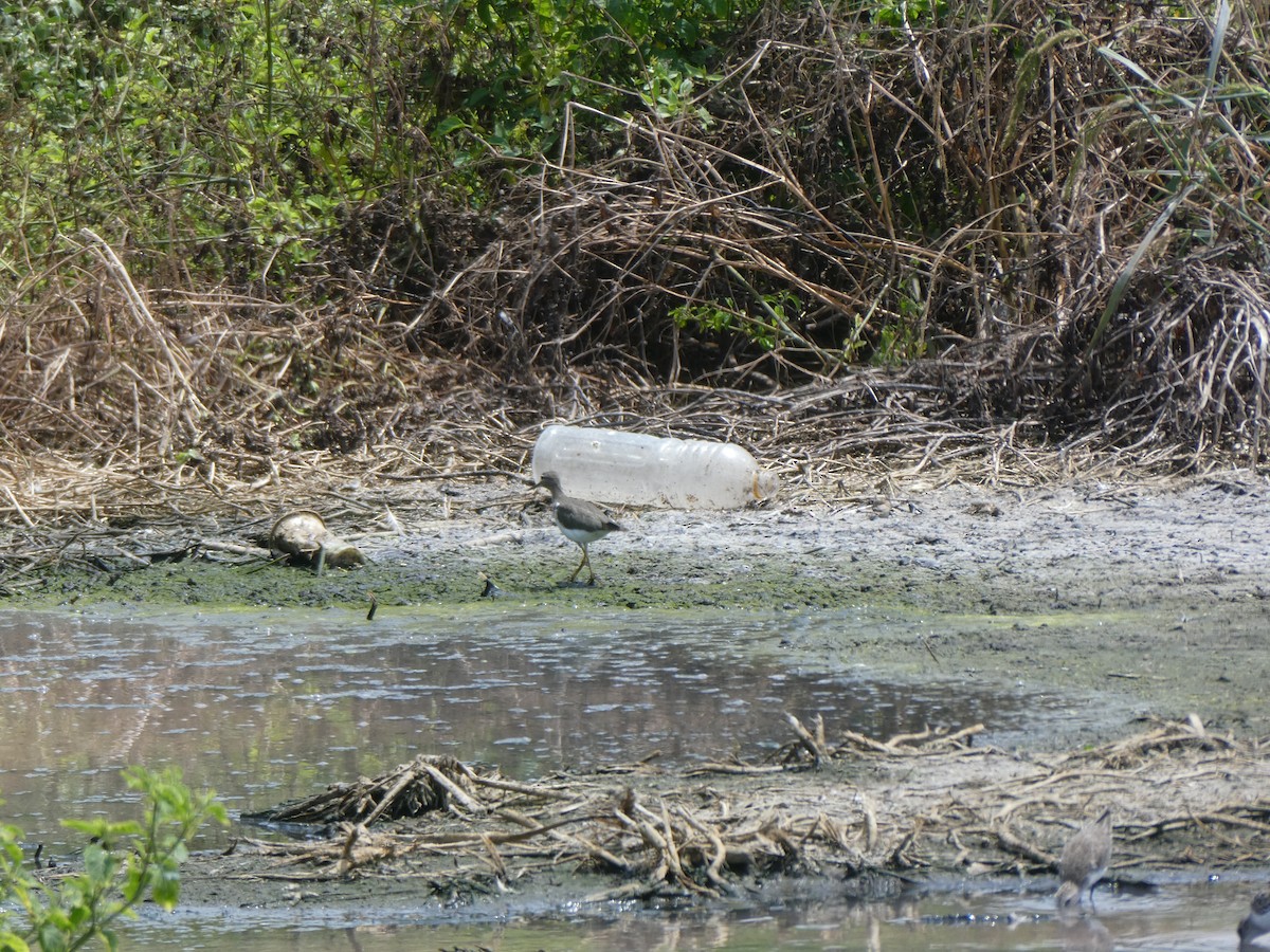 Spotted Sandpiper - ML615570921