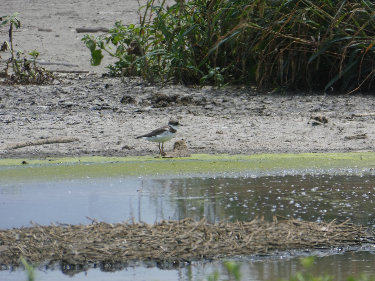 Semipalmated Plover - ML615570923