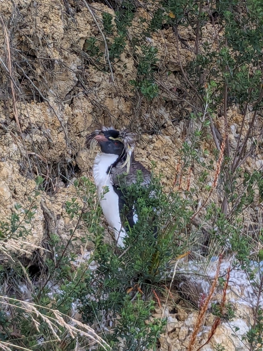 Moseley's Rockhopper Penguin - Michael Honeyman