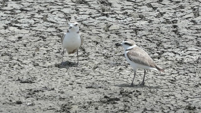 Snowy Plover - ML615570935