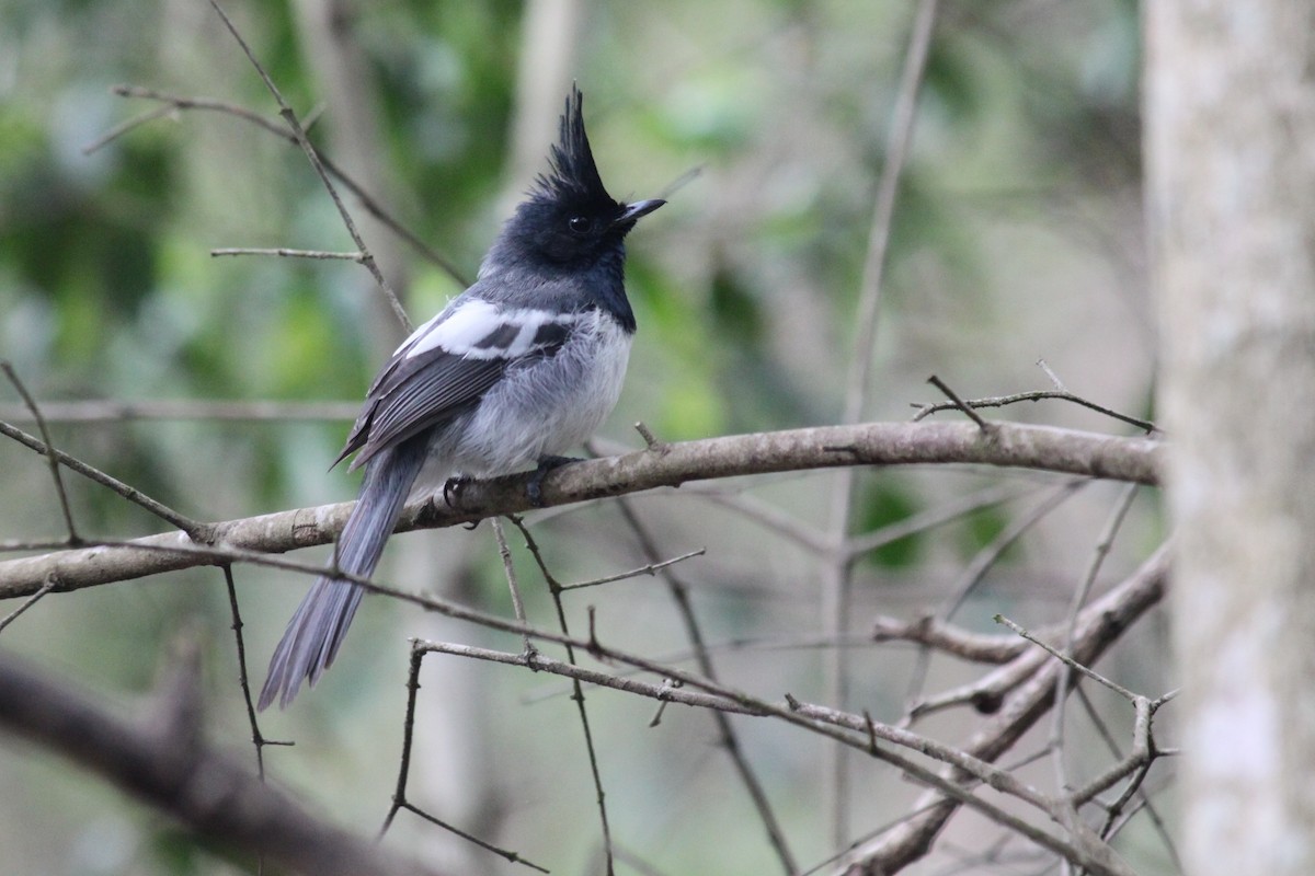 African Crested Flycatcher - Cameron Blair