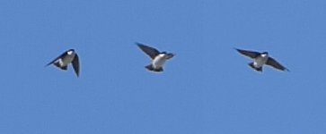 Asian House-Martin - ML615571013