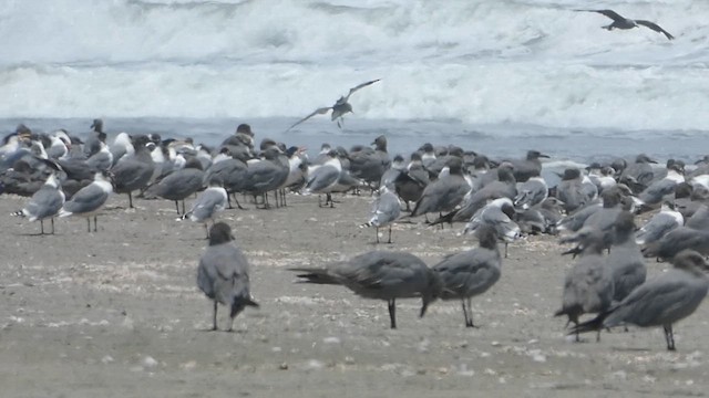 Common Tern - ML615571022