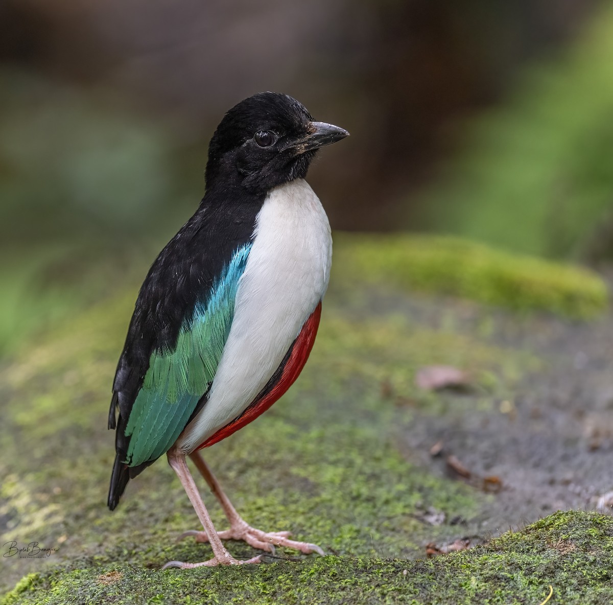 Ivory-breasted Pitta - ML615571030