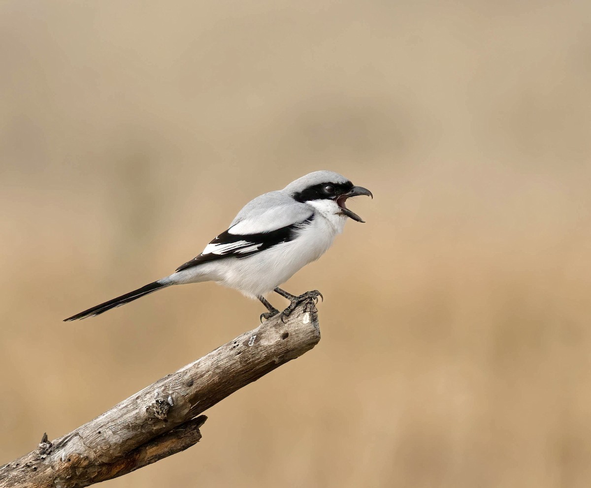 Great Gray Shrike (Indian) - ML615571053