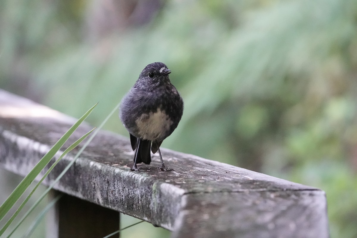 North Island Robin - ML615571058