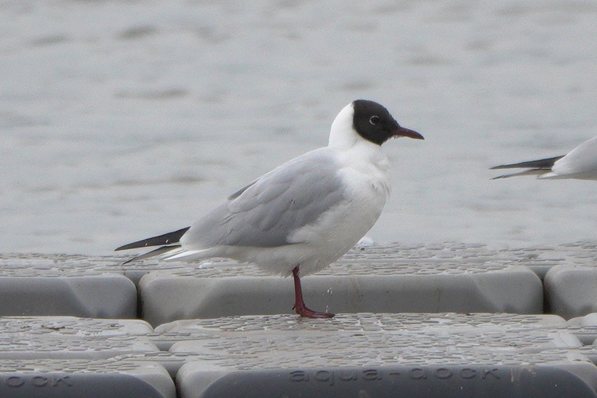 Black-headed Gull - ML615571093
