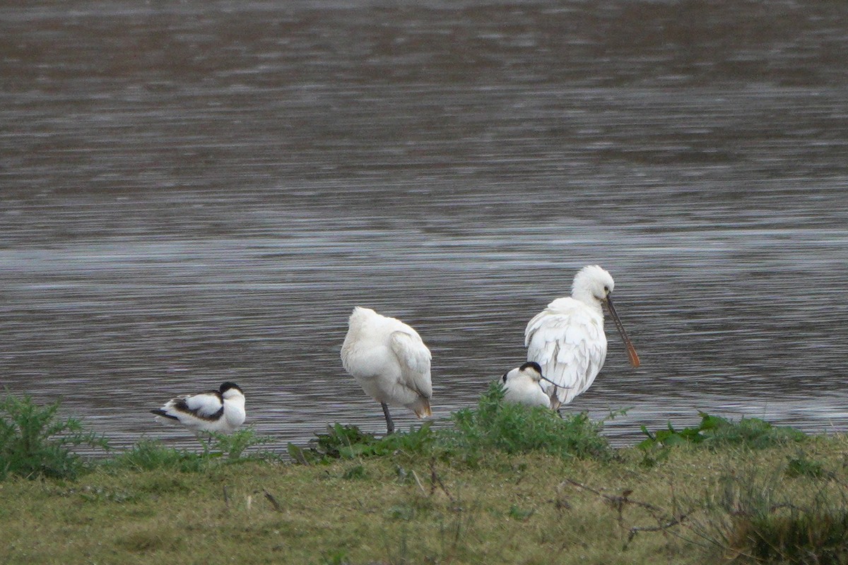 Eurasian Spoonbill - John Reeves