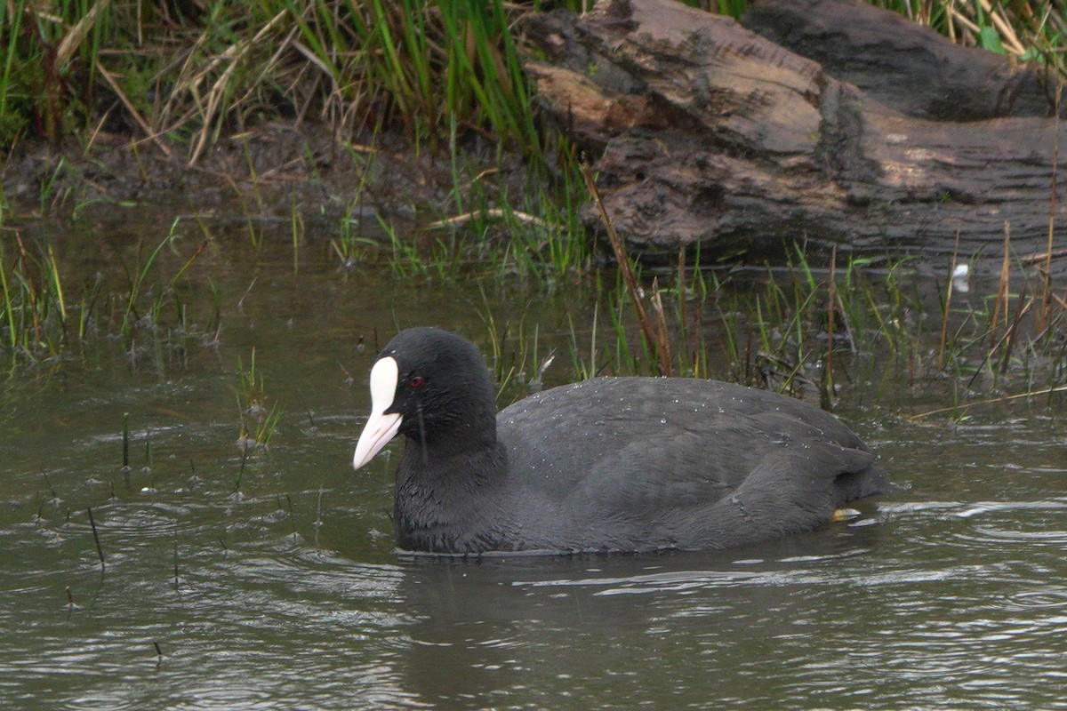 Eurasian Coot - ML615571124