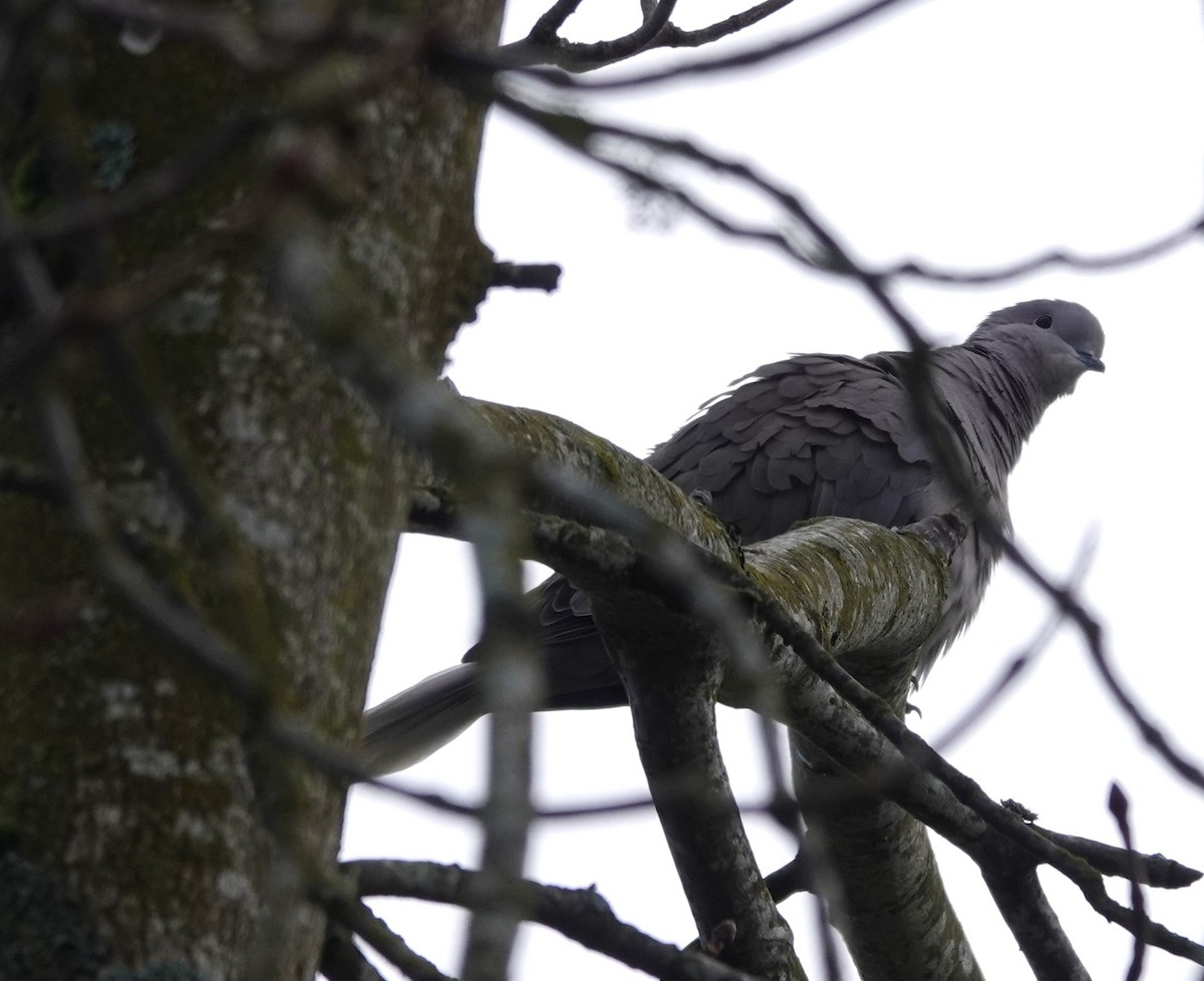 Eurasian Collared-Dove - ML615571128