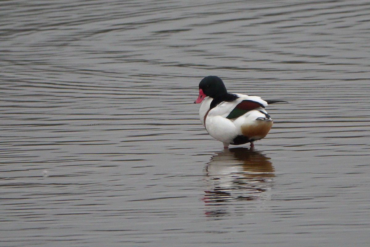 Common Shelduck - ML615571145