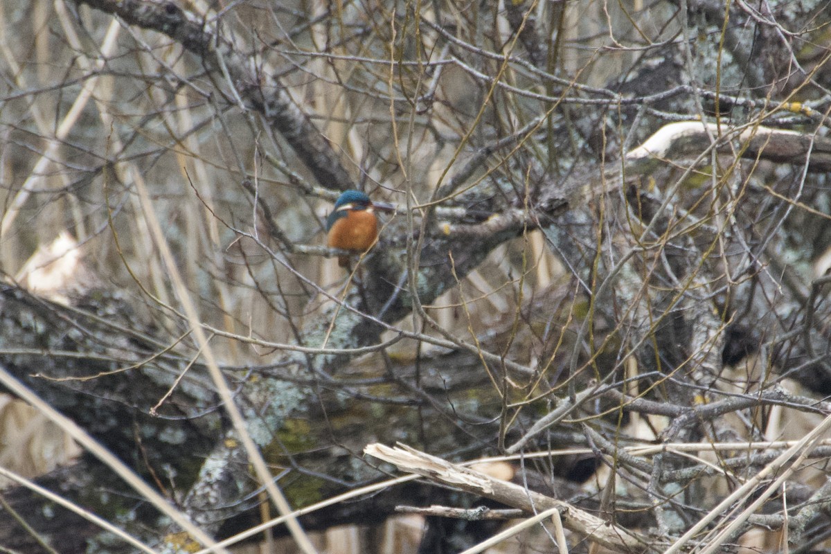 Common Kingfisher - ML615571247