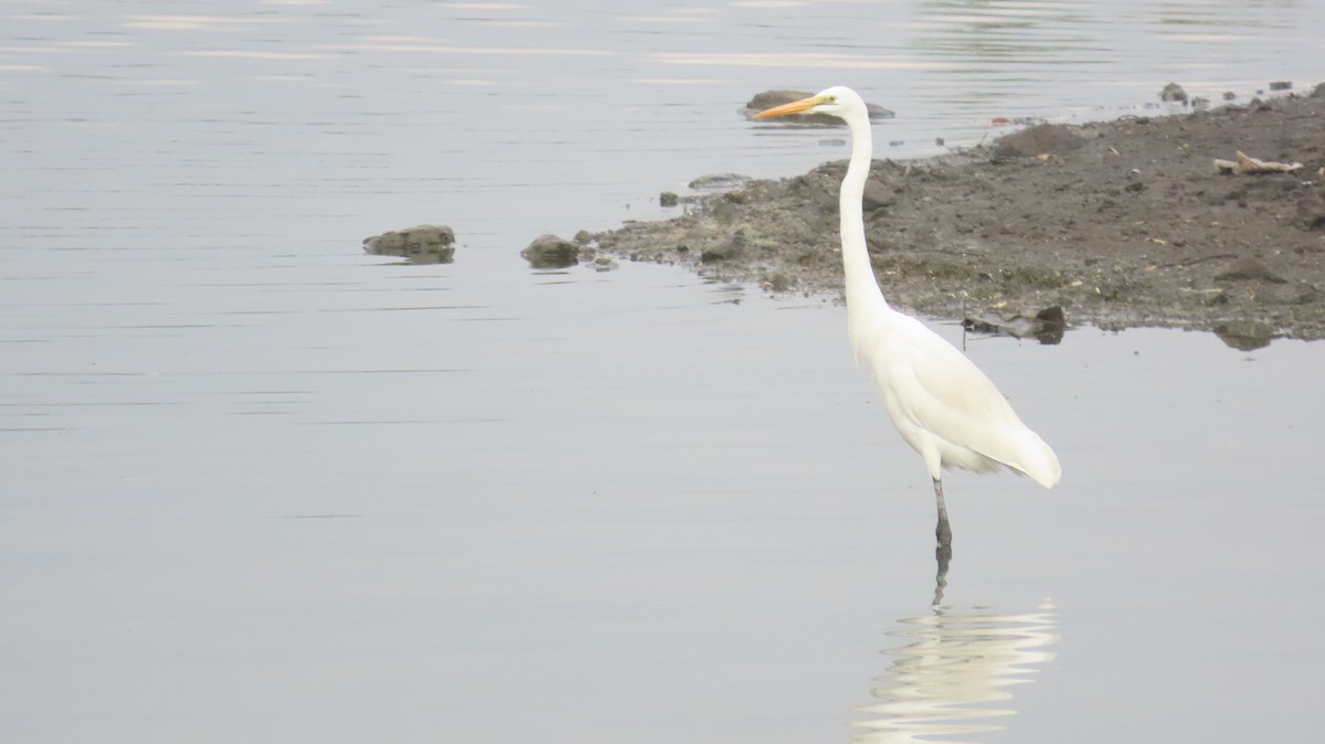 Great Egret - ML615571254