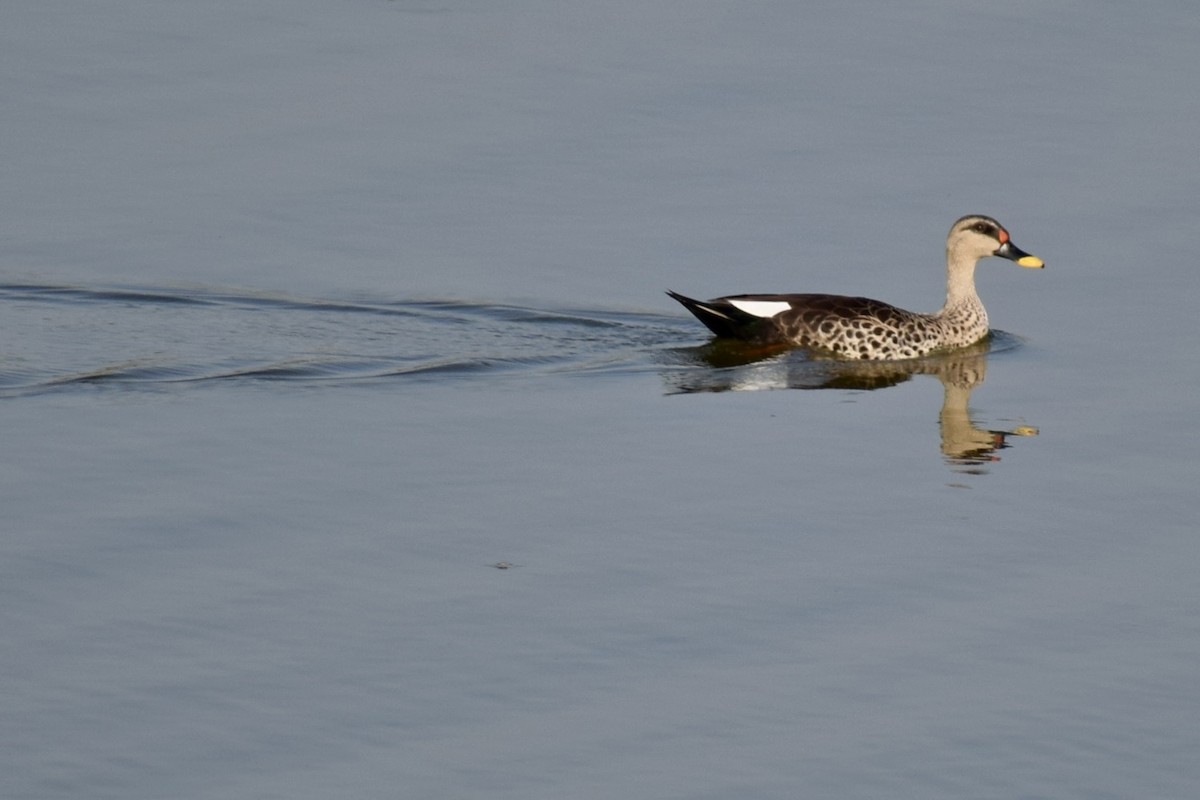 Indian Spot-billed Duck - ML615571284