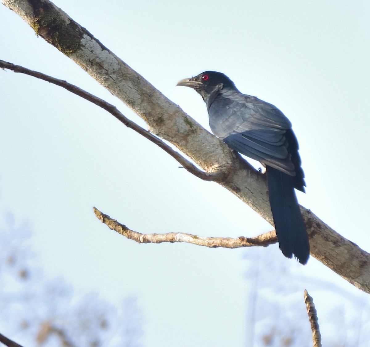 Asian Koel - ML615571292