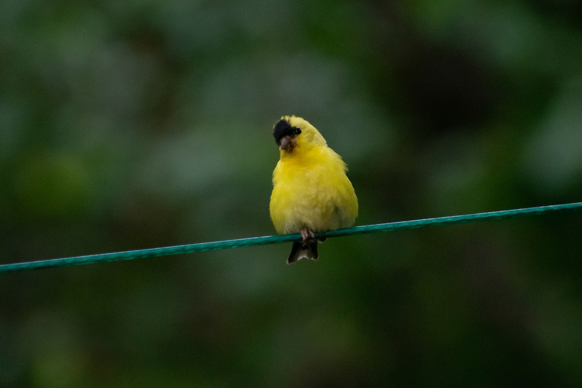 American Goldfinch - ML615571320