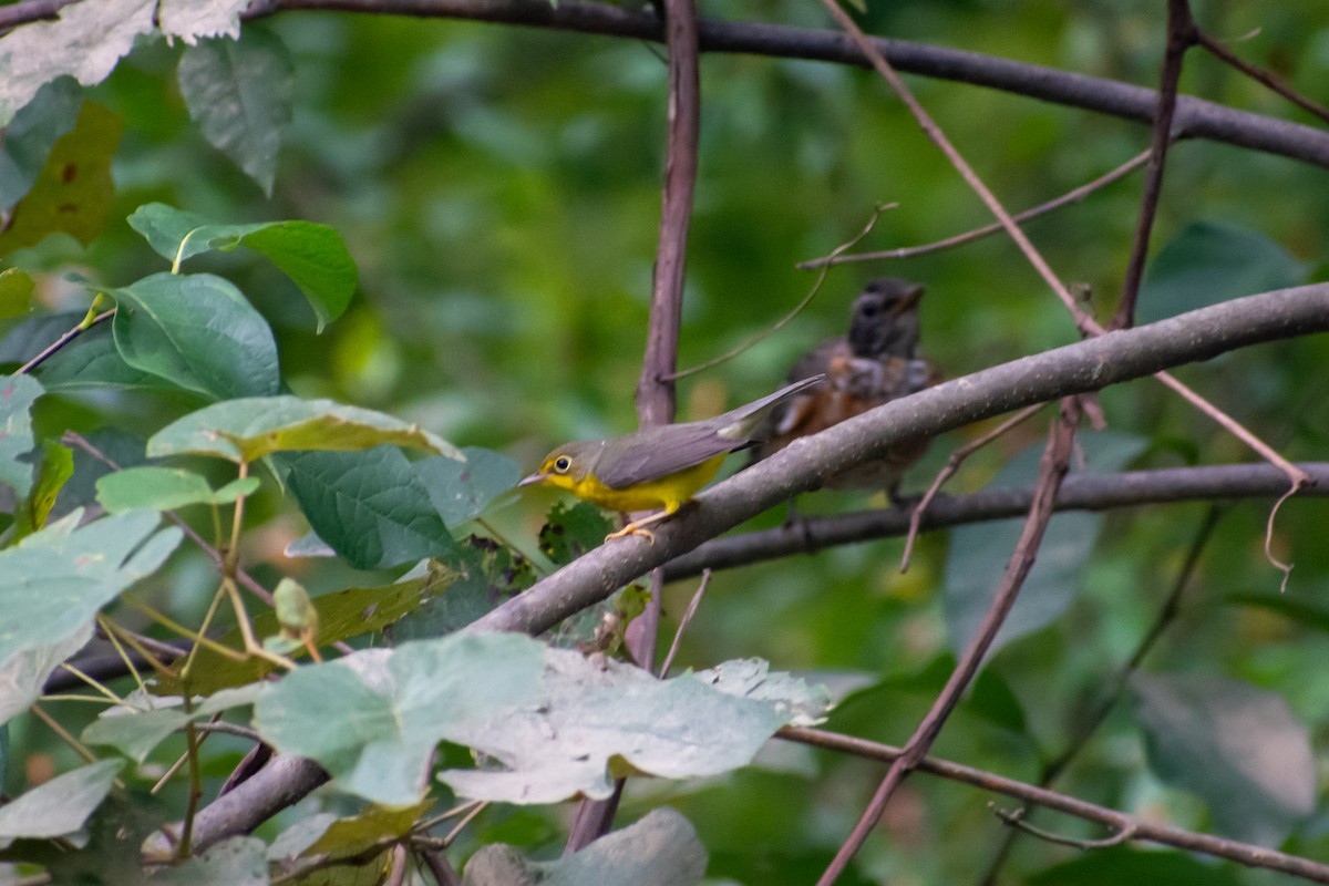 Canada Warbler - ML615571336