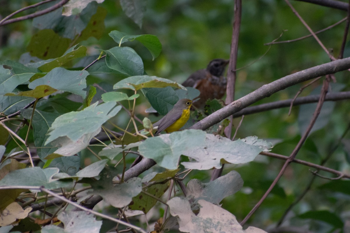 Canada Warbler - Matthew Danihel