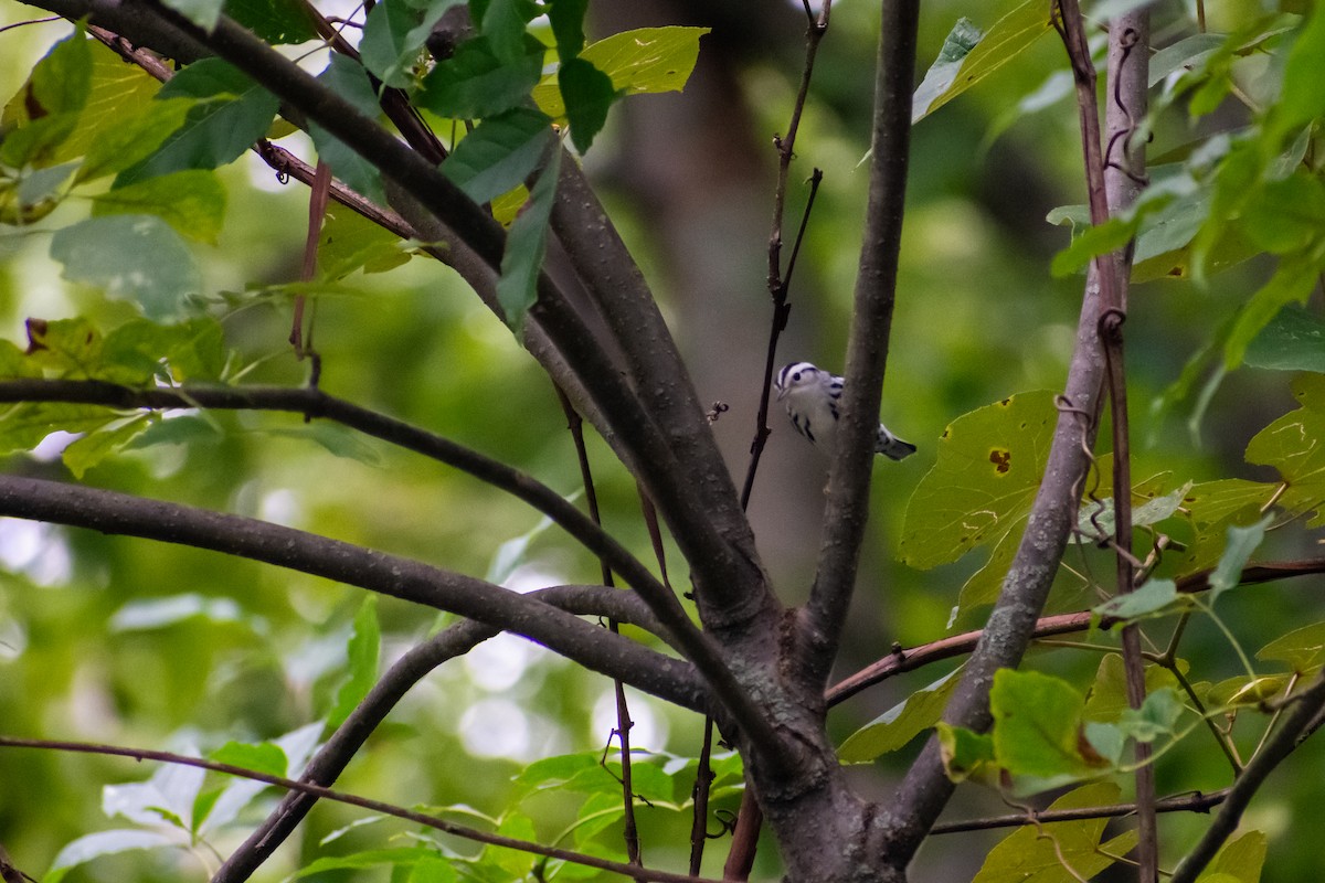 Black-and-white Warbler - ML615571338